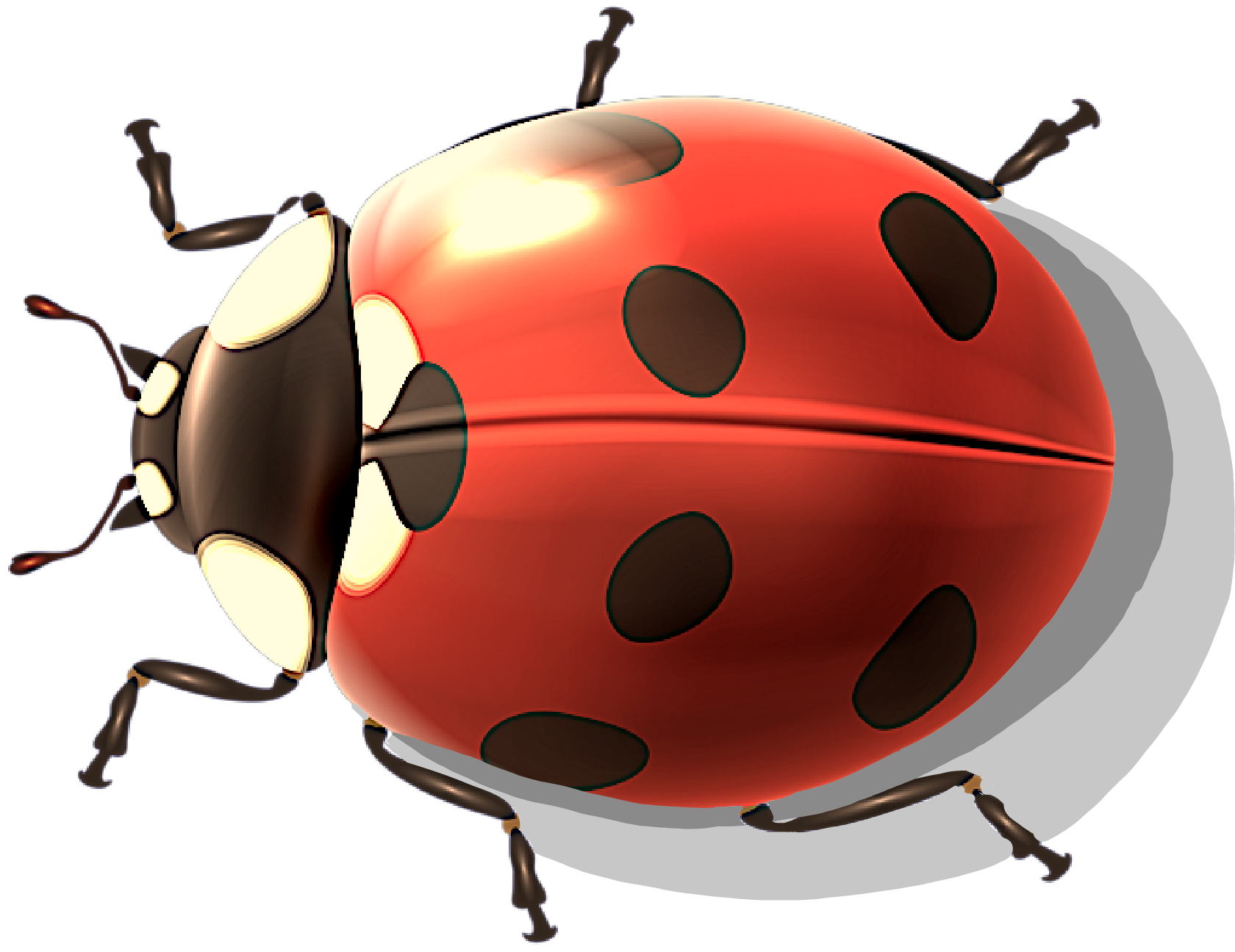 fliege